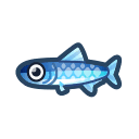 anchovy