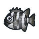 barred knifejaw