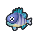 bluegill