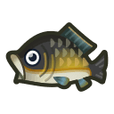 carp