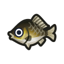 crucian carp