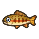 golden trout