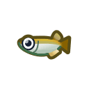 killifish