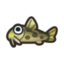loach