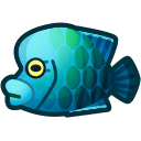 Napoleonfish