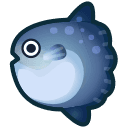 ocean sunfish
