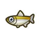 pond smelt