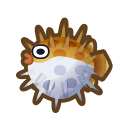 puffer fish