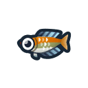 rainbowfish