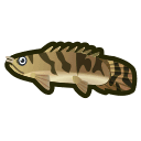 saddled bichir
