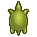 soft-shelled turtle