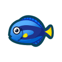 surgeonfish