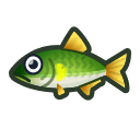 sweetfish