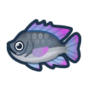 tilapia