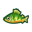 yellow perch