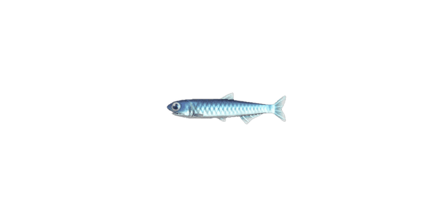 Anchovy