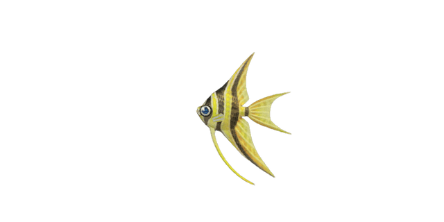 Angelfish