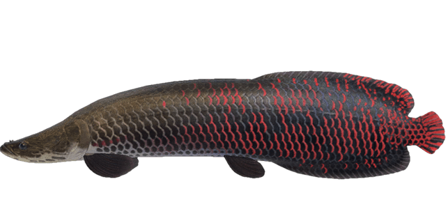 Arapaima