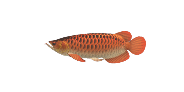 Arowana