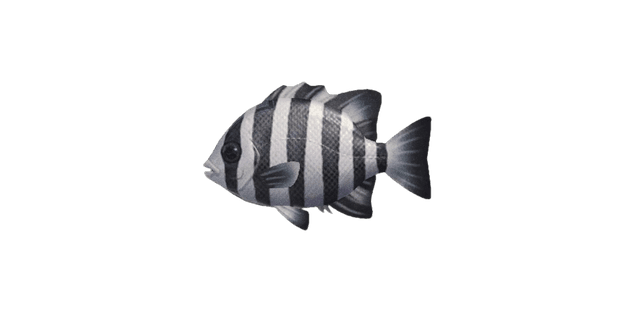 Barred knifejaw