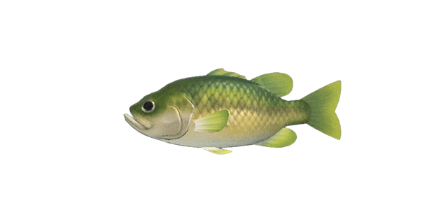 Black bass