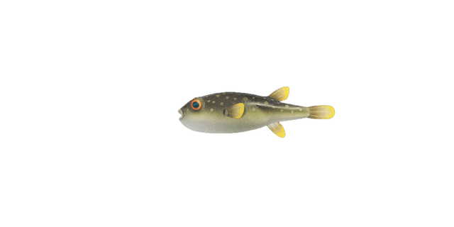 Blowfish