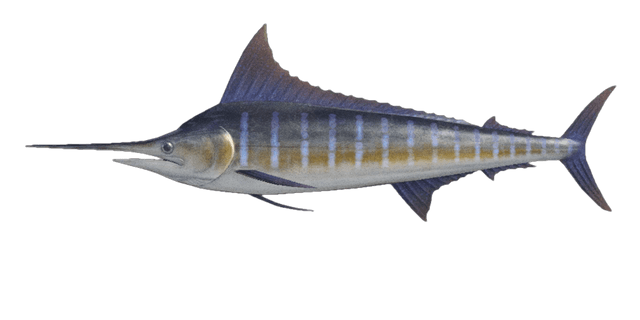 Blue marlin