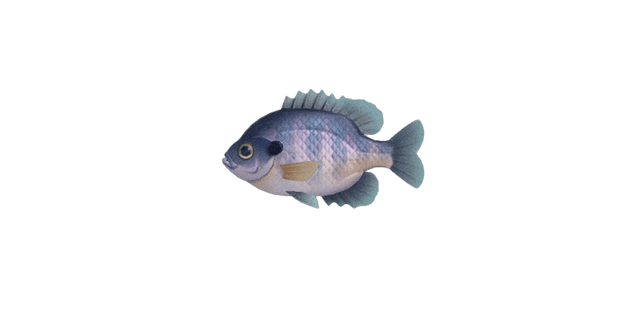 Bluegill