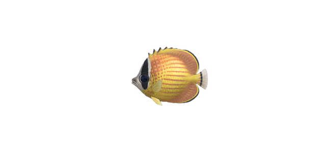 Butterfly fish