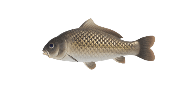Carp