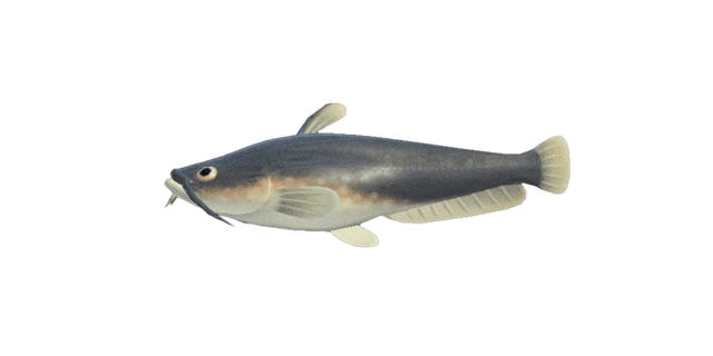 Catfish