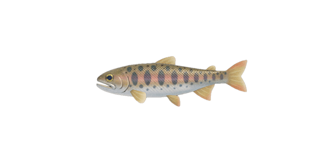 Cherry salmon