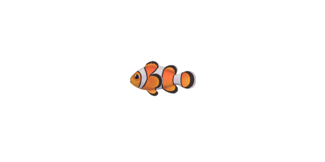 Clown fish