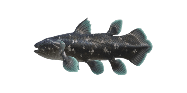 Coelacanth