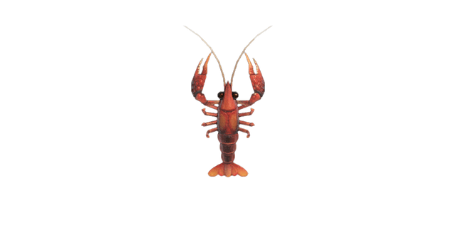 Crawfish