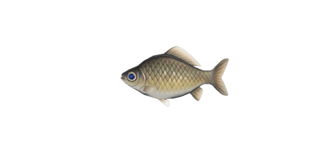 Crucian carp