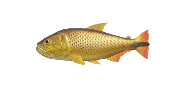 Dorado