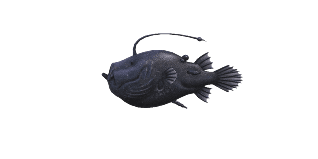 Football fish