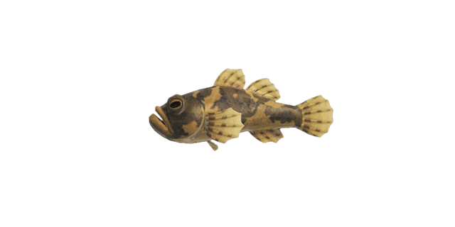Freshwater goby