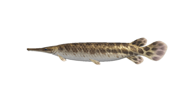 Gar