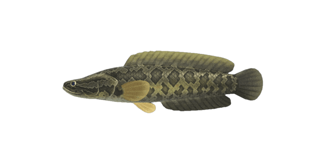 Giant snakehead