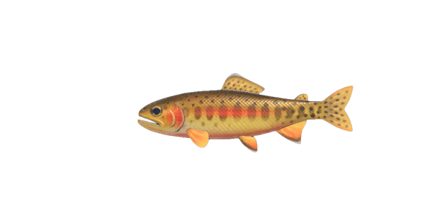 Golden trout