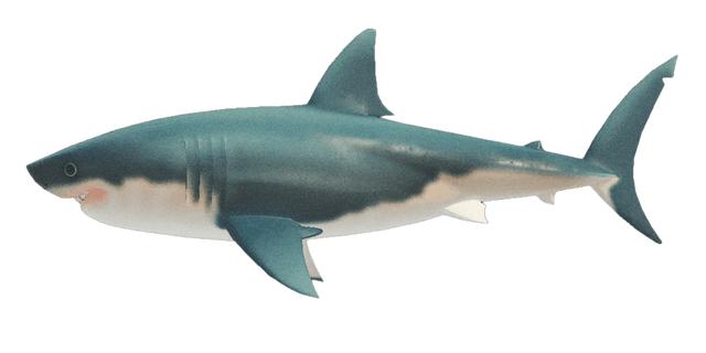 Great white shark