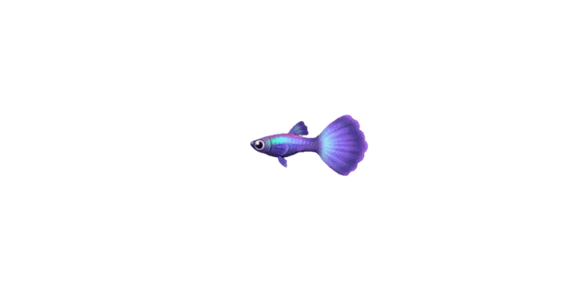 Guppy