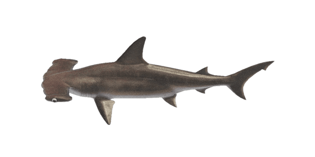 Hammerhead shark