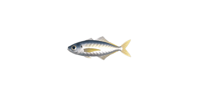 Horse mackerel
