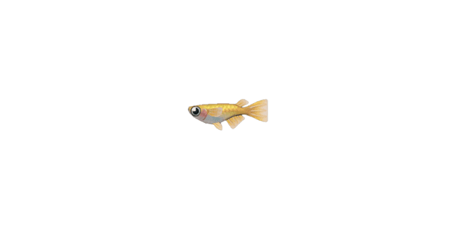 Killifish