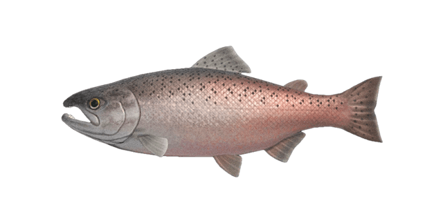 King salmon