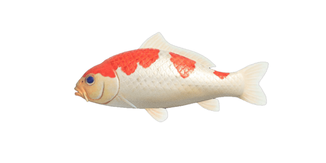 Koi