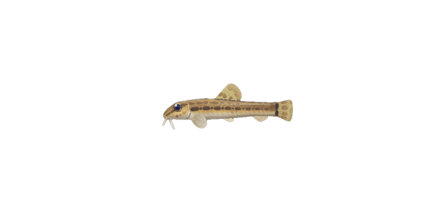 Loach